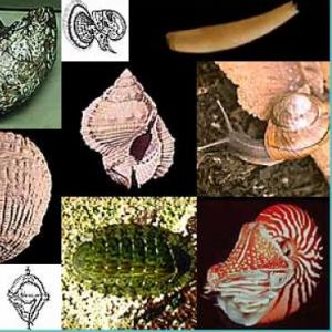 Mollusca