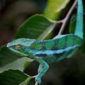 Especialidad de Camuflaje Animal