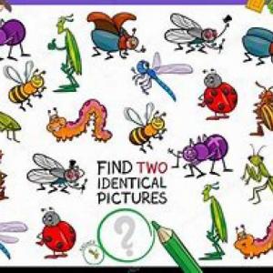 caracteristicas de los insectos