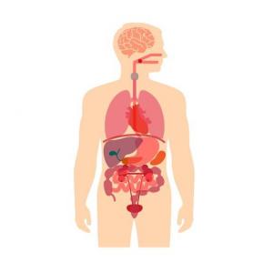 ADIVINA LAS PARTES DEL CUERPO
