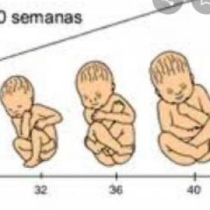 DESARROLLO PRENATAL