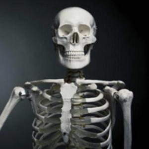 CUERPO HUMANO