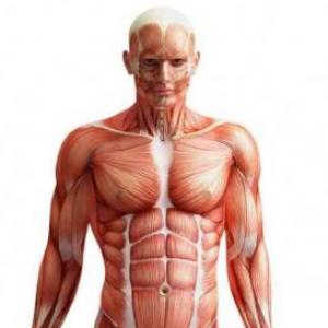 sistema locomotor prueba
