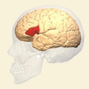 Codificacion Fonológica-La neuropsicología de la producción del habla