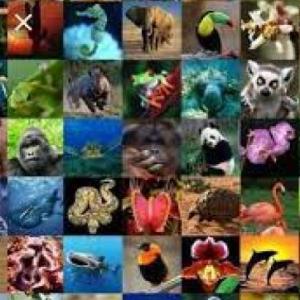 memórama de animales
