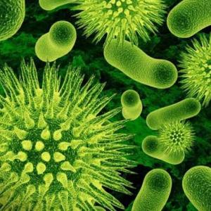¿Cuánto sabes de microorganismos y hongos?