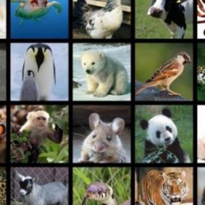 ANIMALS