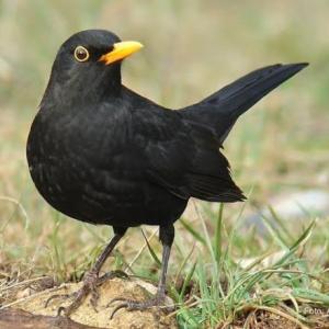 pajaros