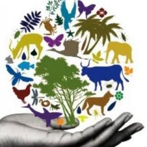 Patrones y tipos de biodiversidad