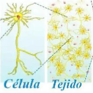 Niveles de Organización de los Seres Vivos