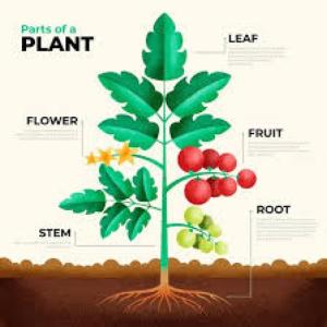 Who Am I? – Parts of the plant
