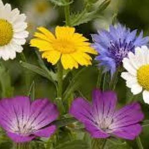 Flores