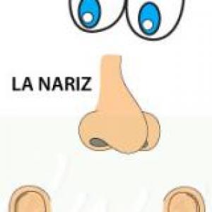 El olfato