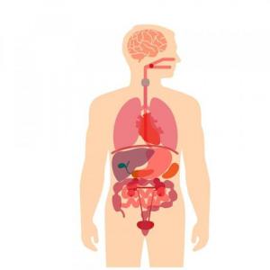 órganos del cuerpo
