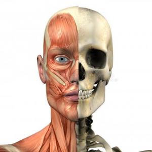 Anatomía 