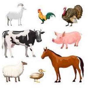 Animales de granja