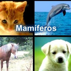 CIENCIAS NATURALES LOS MAMÍFEROS