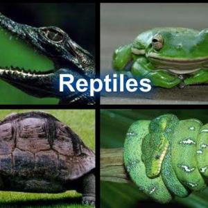 Naturaleza Divertida