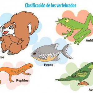 Diversión total