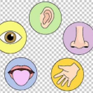 Portada del juego SENSES. LOS SENTIDOS – Idiomas