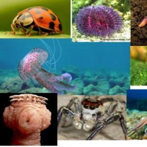 ANIMALES 