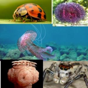 ANIMALES SALVAJES