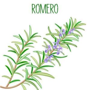 Conozcamos El Romero