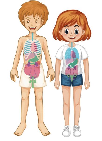 El cuerpo humano