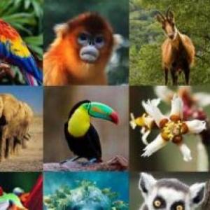 ANIMALES