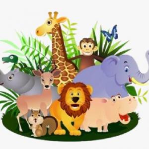 Animals