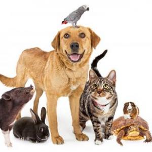 Imagen de portada del videojuego educativo: ANIMALES HERBIVOROS-CARNIVOROS-OMNIVOROS, de la temática Biología