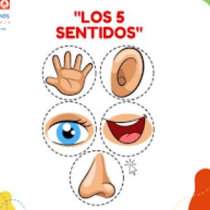LOS 5 SENTIDOS