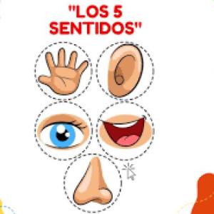 LOS 5 SENTIDOS