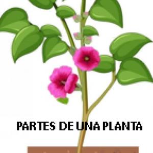 Imagen de portada del videojuego educativo: Partes de una Planta, de la temática Ciencias