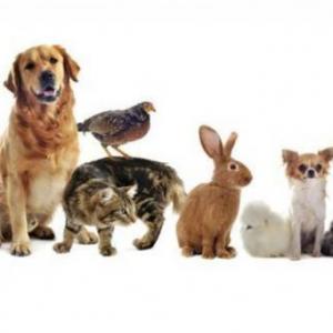 Les animaux