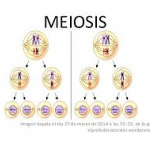 MEMORAMA GENÉTICA; FASES DE LA MEIOSIS