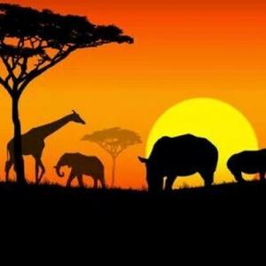 SAFARI