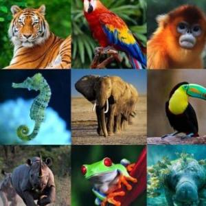 Imagen de portada del videojuego educativo: Los animales, de la temática Ciencias