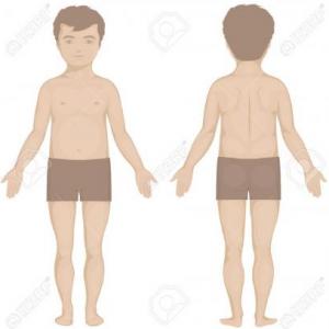 El cuerpo humano