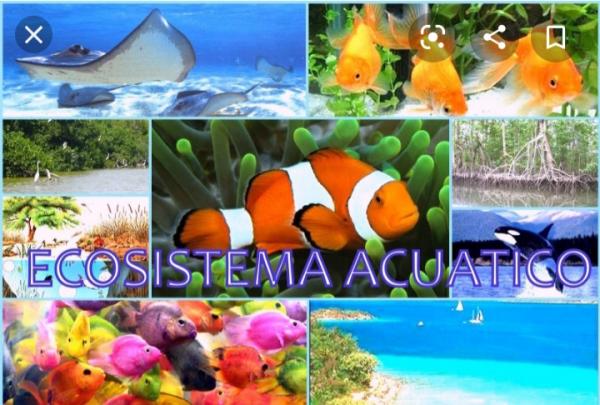 Ecosistema acuatico