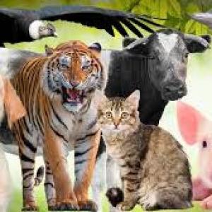 Memorama de animales