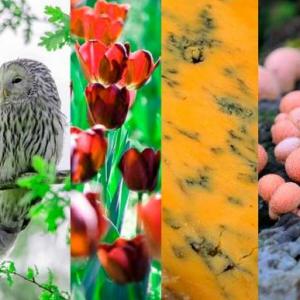 reinos de la naturaleza