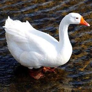 "Una oca perdida en el patrono"