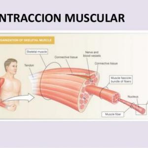 Imagen de portada del videojuego educativo: contraccion muscular, de la temática Biología