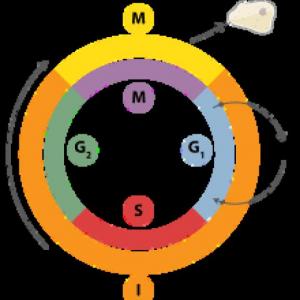 Ciclo Celular
