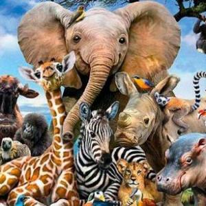animals