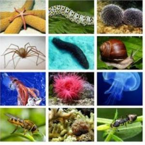 Imagen de portada del videojuego educativo: Juego de la Oca. Equipo #1. Invertebrados., de la temática Biología