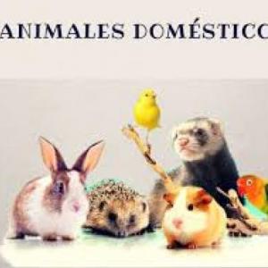 Animales domésticos.