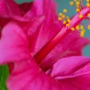 Las partes de la Flor