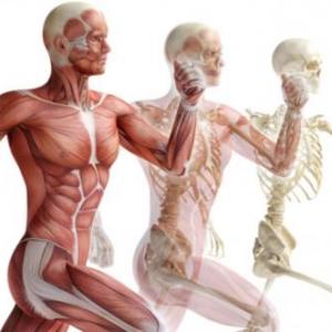 Sistema locomotor humano